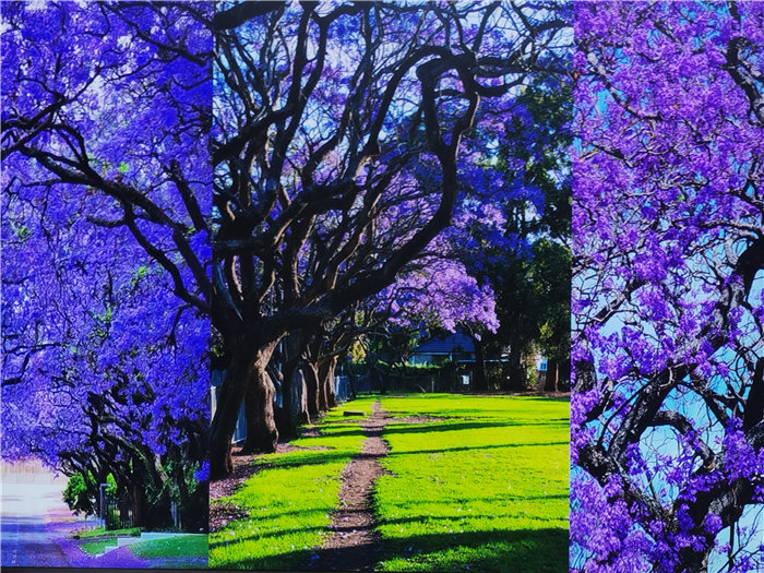 绵阳豪门国际官网沐日旅行社2025年澳洲暨秋季线路品鉴会