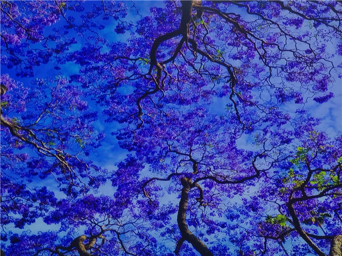 绵阳豪门国际官网沐日旅行社2025年澳洲暨秋季线路品鉴会