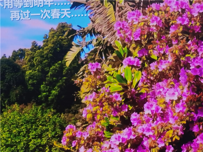 绵阳豪门国际官网沐日旅行社2025年澳洲暨秋季线路品鉴会