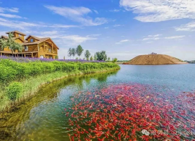 胡杨恋歌—中卫+银川+额济纳旗专列8日游_其它_豪门国际官网